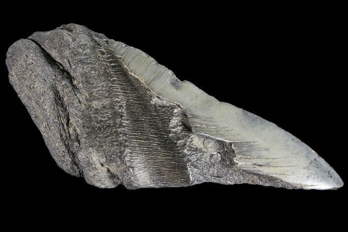 Partial Fossil Megalodon Tooth #89460
